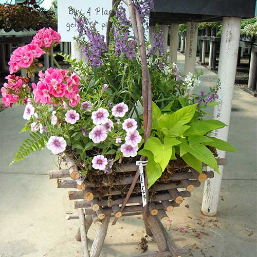 Add floral beauty to your patio or porch with our succulents, container gardners, and custom hanging baskets!