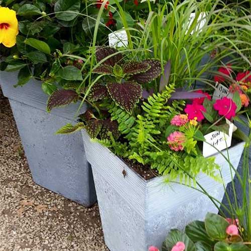 Our hanging baskets are custom designed with beautiful annuals.