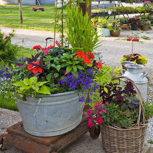 Add some elegance to your space with our custom designed container gardens!